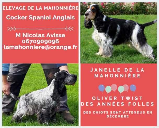 De La Mahonnière - Chiots Cocker Anglais