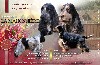  - Chiots Cocker Spaniel Anglais