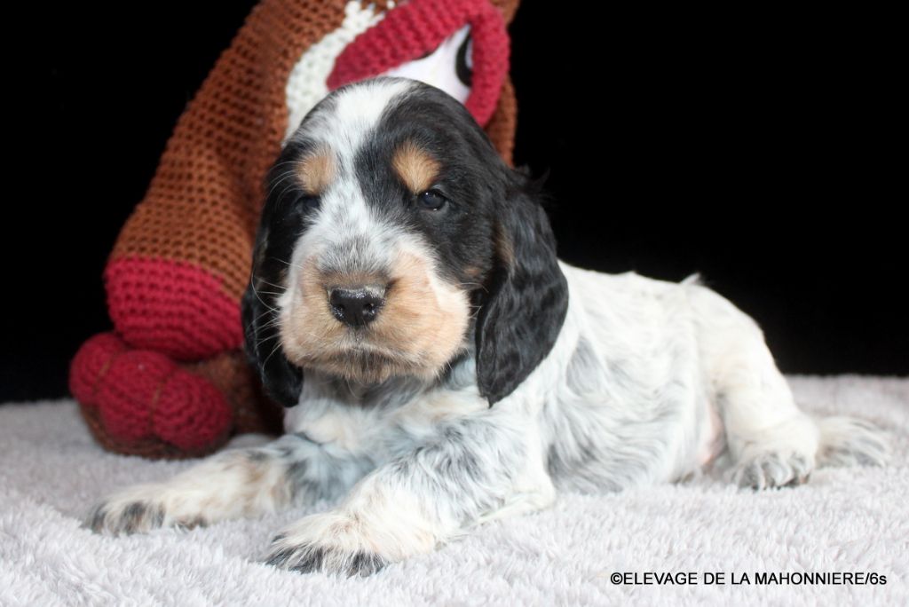 De La Mahonnière - Chiots Cocker Spaniel Anglais