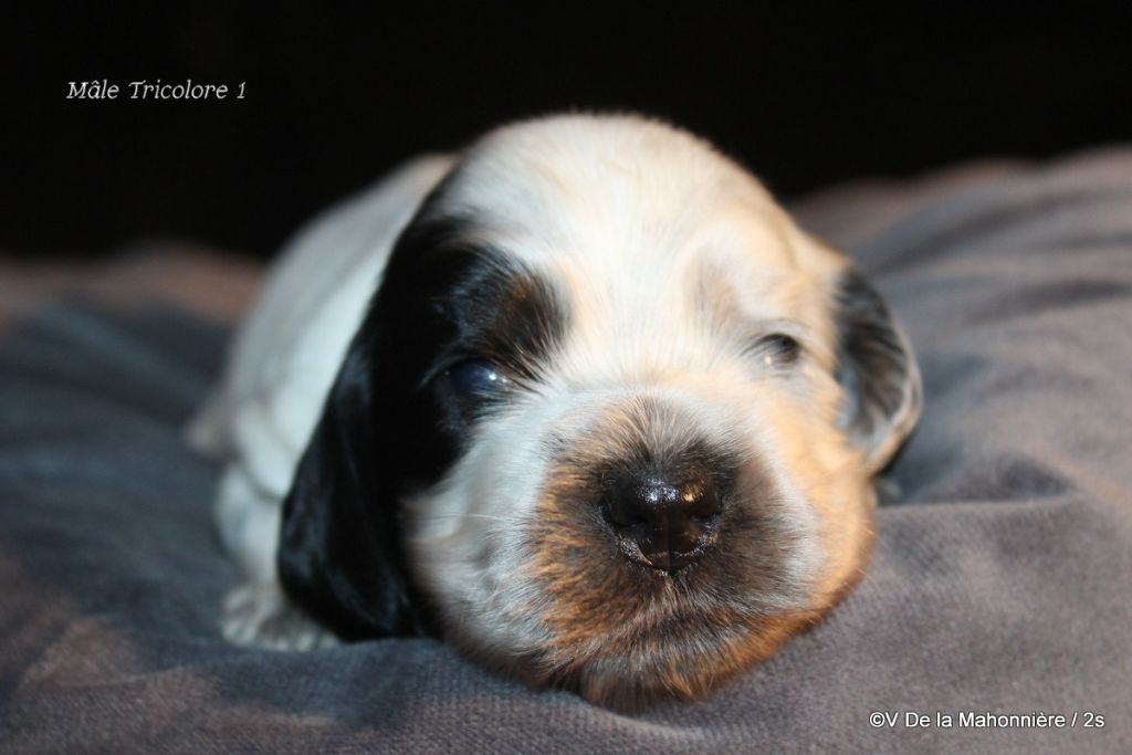 De La Mahonnière - Chiot disponible  - Cocker Spaniel Anglais