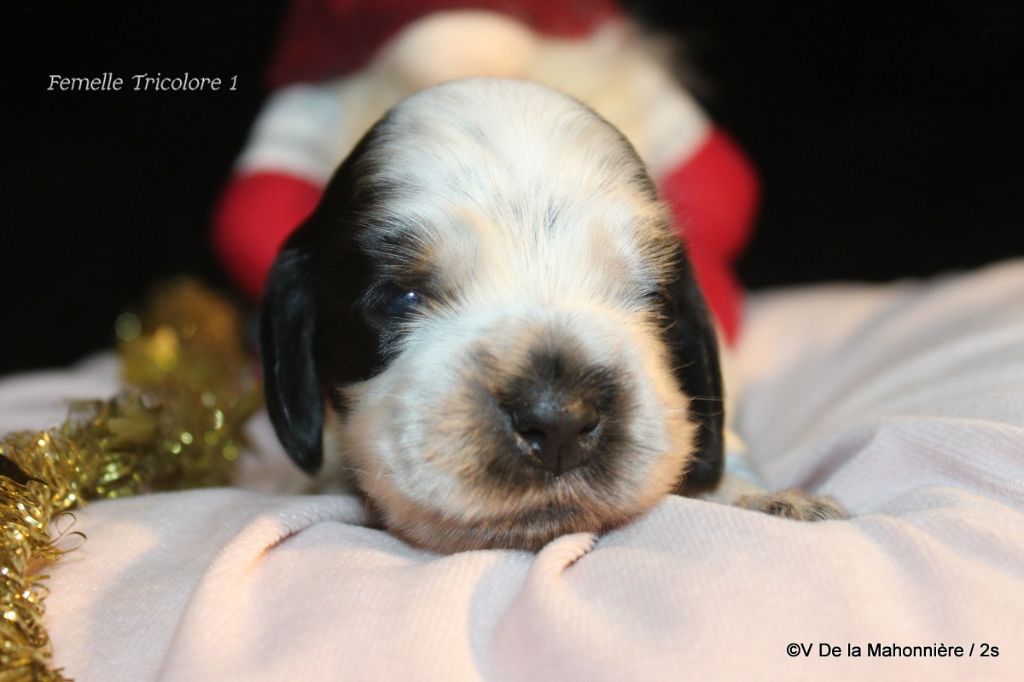 De La Mahonnière - Chiot disponible  - Cocker Spaniel Anglais