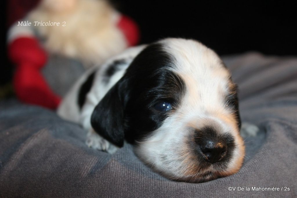 De La Mahonnière - Chiot disponible  - Cocker Spaniel Anglais