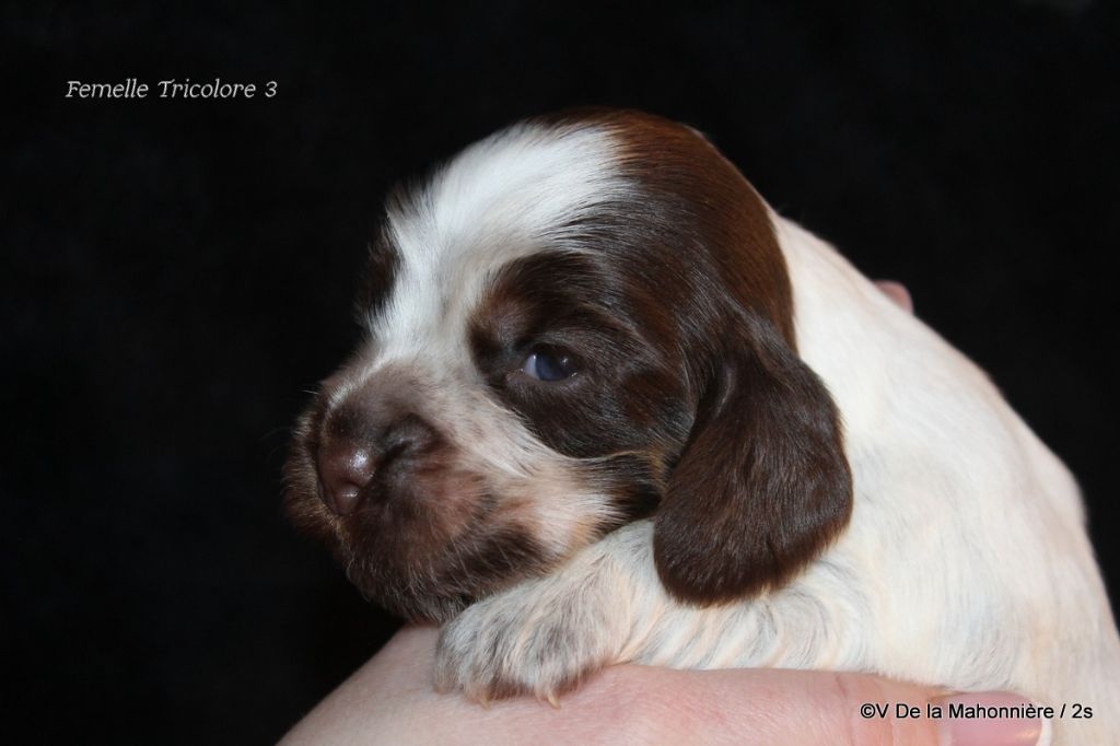 De La Mahonnière - Chiot disponible  - Cocker Spaniel Anglais