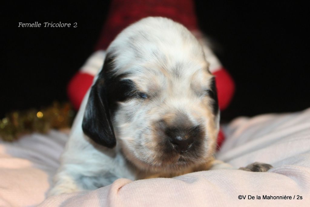 De La Mahonnière - Chiot disponible  - Cocker Spaniel Anglais