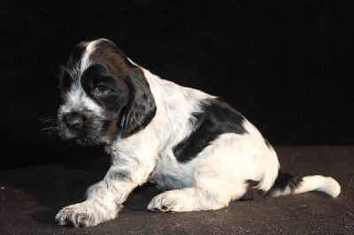 VANILLE DE LA MAHONNIÈRE F2 Bleue