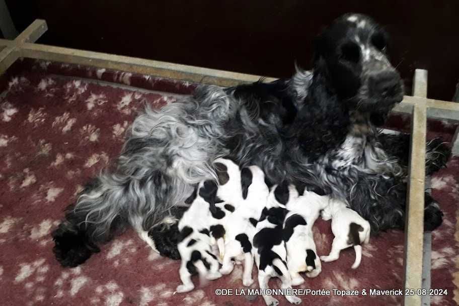 chiot Cocker Spaniel Anglais De La Mahonnière