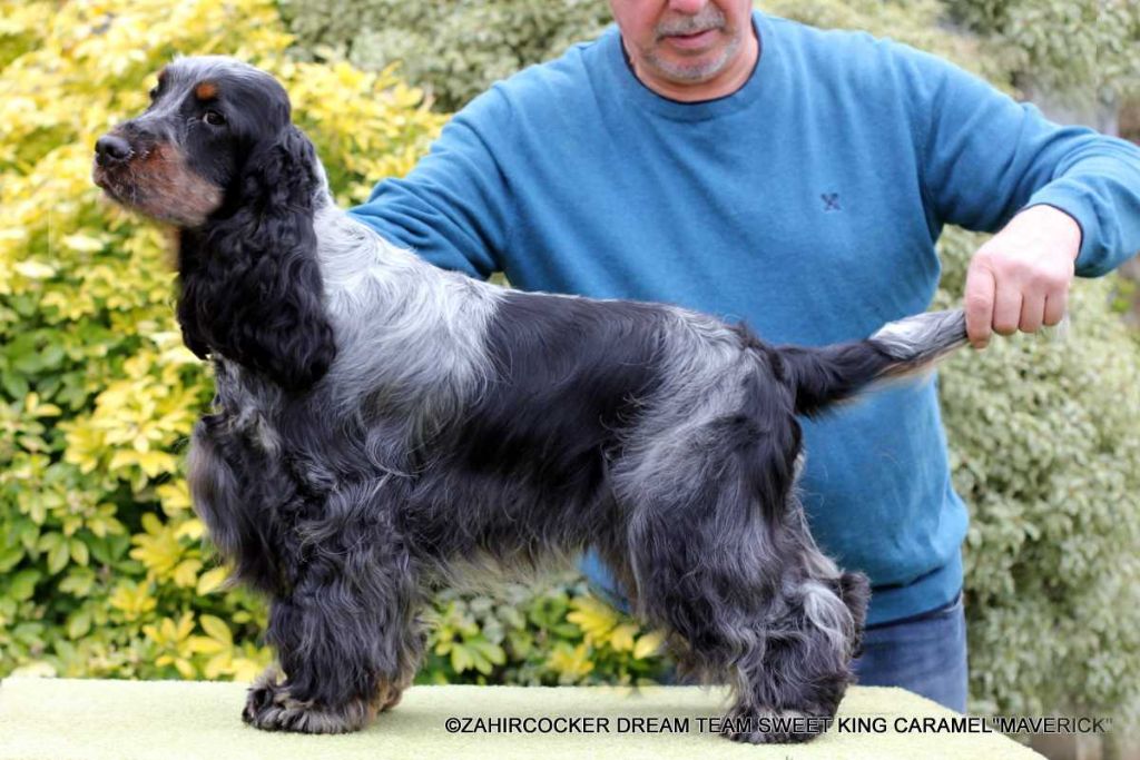 zahircocker dream team Sweet king caramel maverick