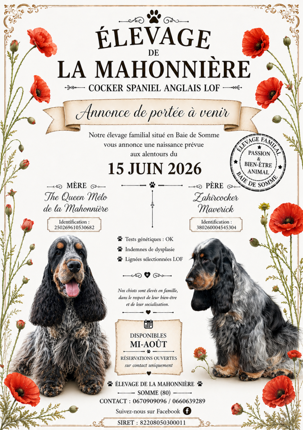 Portée de chiots Cockers Spaniel Anglais attendue à la mi-Juin 2026