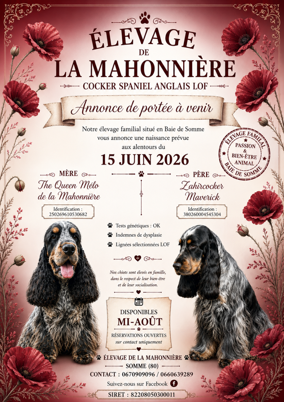 Portée de chiots Cockers Spaniel Anglais attendue à la mi-Juin 2026