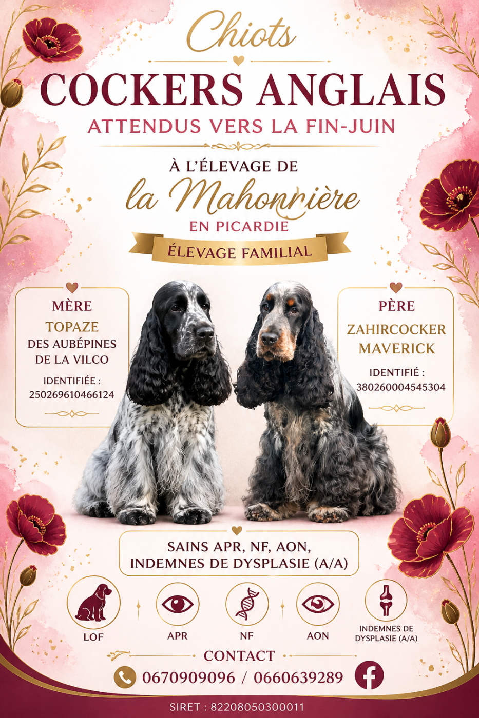 Portée de chiots Cockers Spaniel Anglais attendue à la fin-Juin 2026