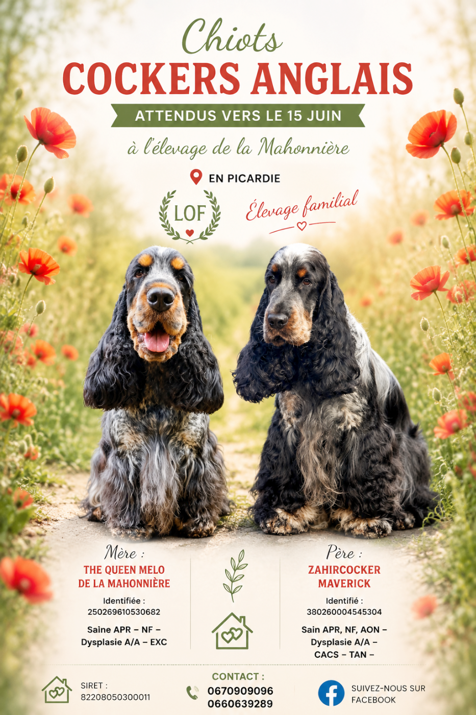 Portée de chiots Cockers Spaniels Anglais attendue à la mi-Juin 2026
