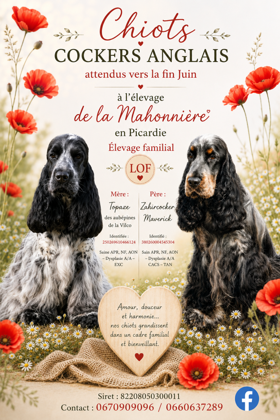 Portée de chiots Cockers Spaniels Anglais attendue à la fin-Juin 2026