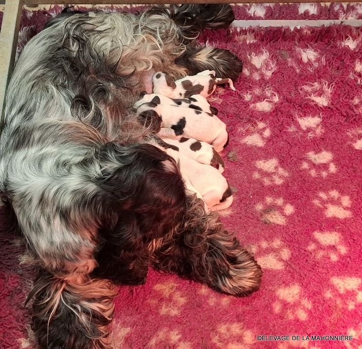 Chiots Cocker Spaniel Anglais