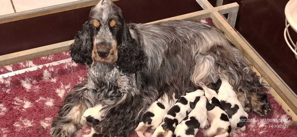 Chiots Cocker Spaniel Anglais