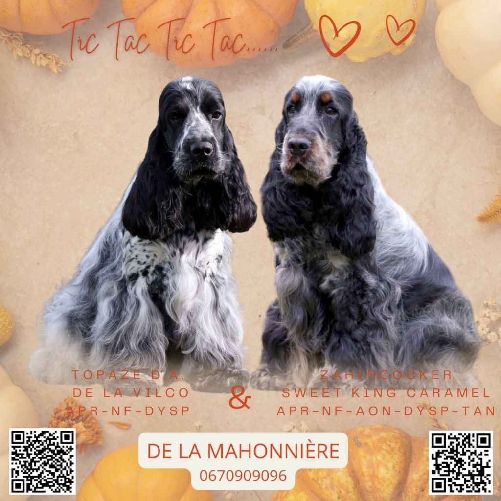 Chiots Cocker Spaniel Anglais