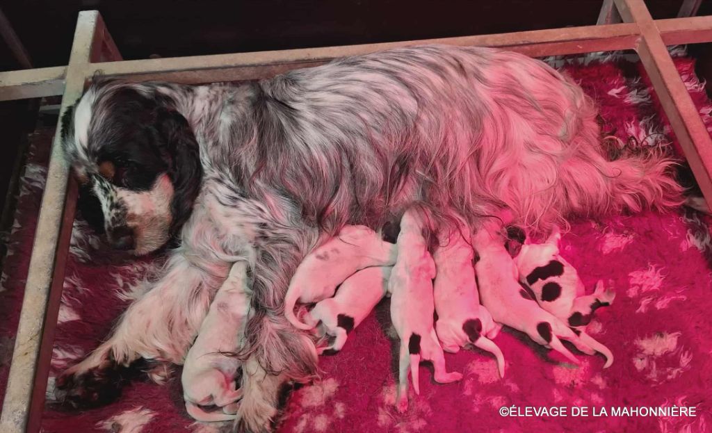 De La Mahonnière - Chiots disponibles - Cocker Spaniel Anglais