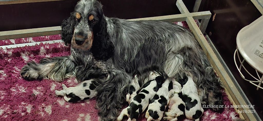 De La Mahonnière - Chiots disponibles - Cocker Spaniel Anglais