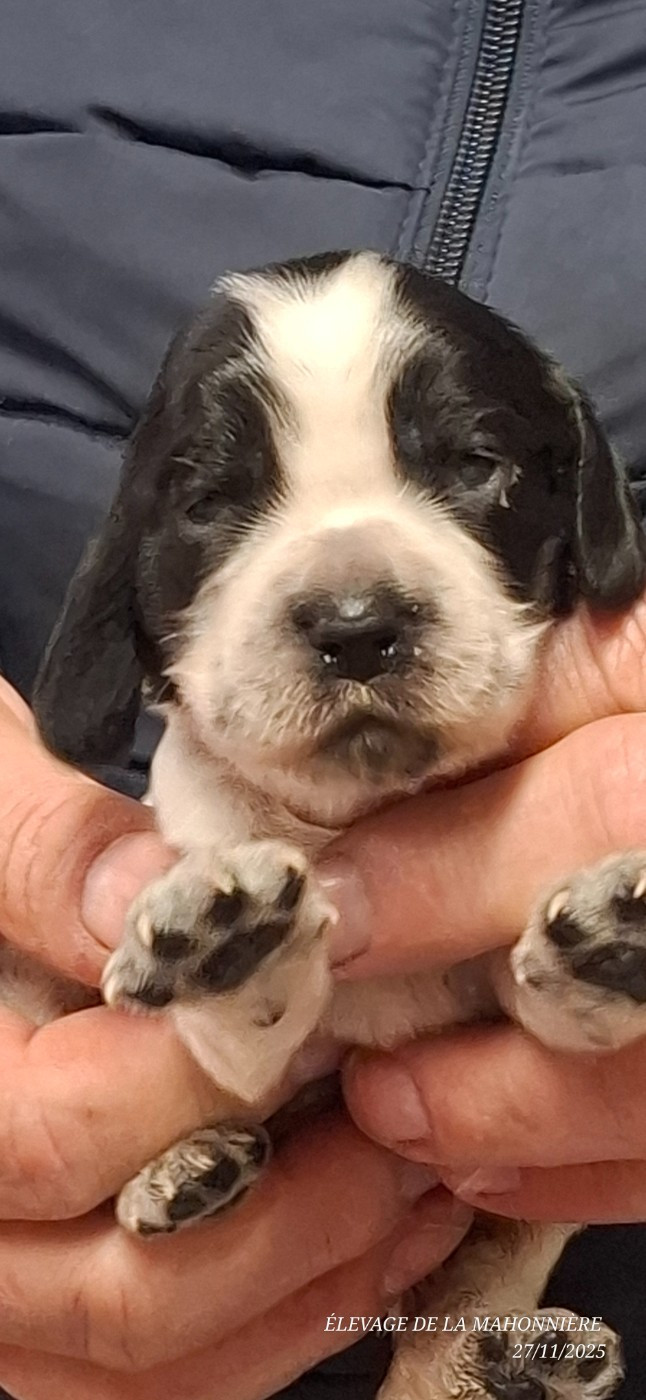 De La Mahonnière - Chiots disponibles - Cocker Spaniel Anglais