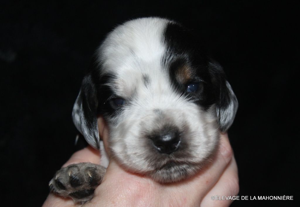 De La Mahonnière - Chiots disponibles - Cocker Spaniel Anglais