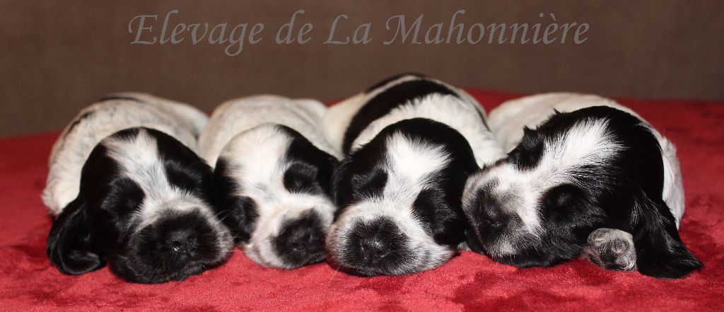 Chiot Cocker Spaniel Anglais De La Mahonnière