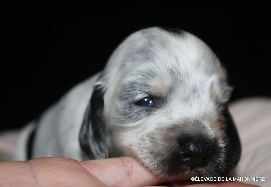 De La Mahonnière - Chiots disponibles - Cocker Spaniel Anglais