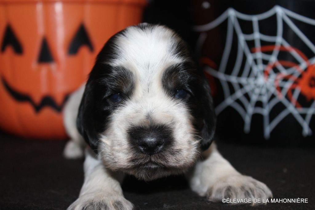 De La Mahonnière - Chiots disponibles - Cocker Spaniel Anglais
