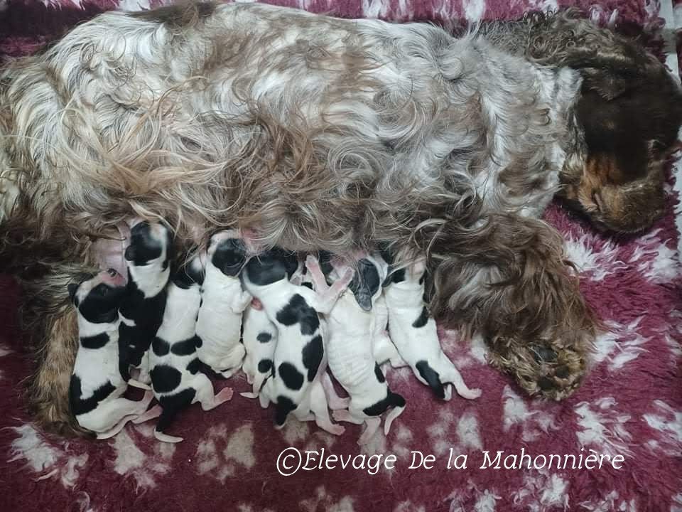 Chiot Cocker Spaniel Anglais De La Mahonnière