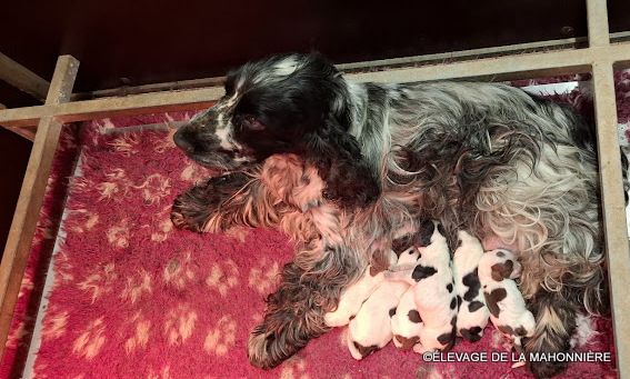 Chiot Cocker Spaniel Anglais De La Mahonnière