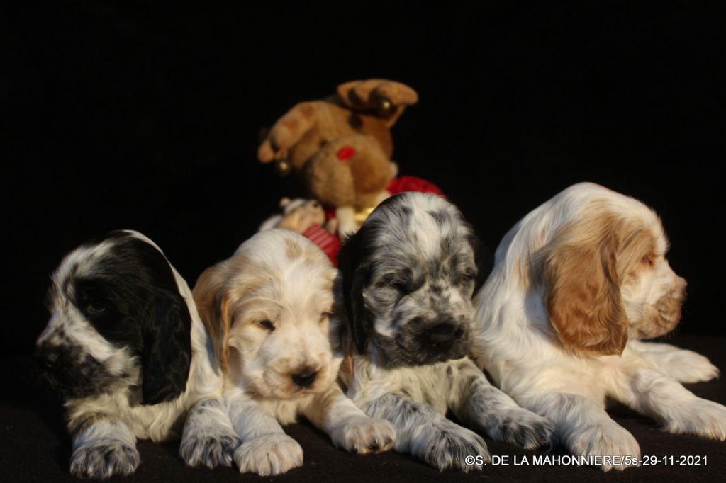 Chiot Cocker Spaniel Anglais De La Mahonnière