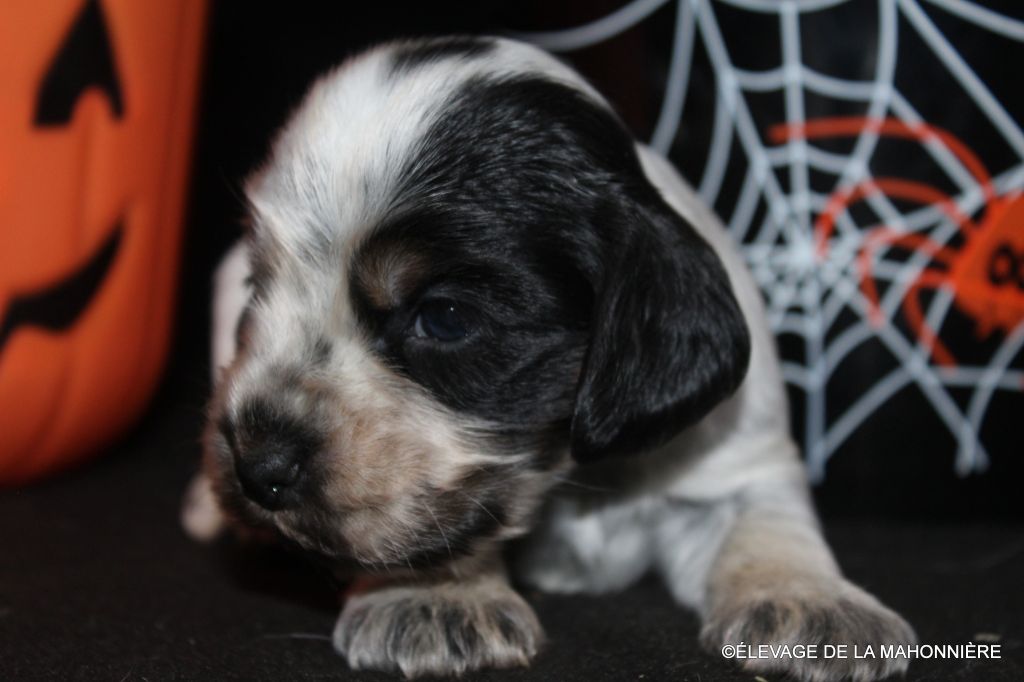 De La Mahonnière - Chiots disponibles - Cocker Spaniel Anglais