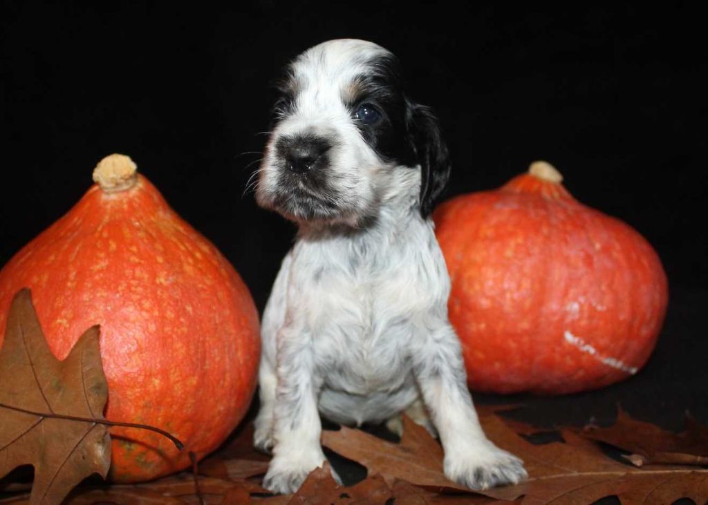De La Mahonnière - Chiots disponibles - Cocker Spaniel Anglais