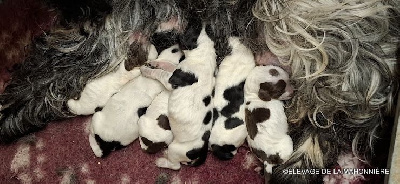 CHIOT Marron rouanné