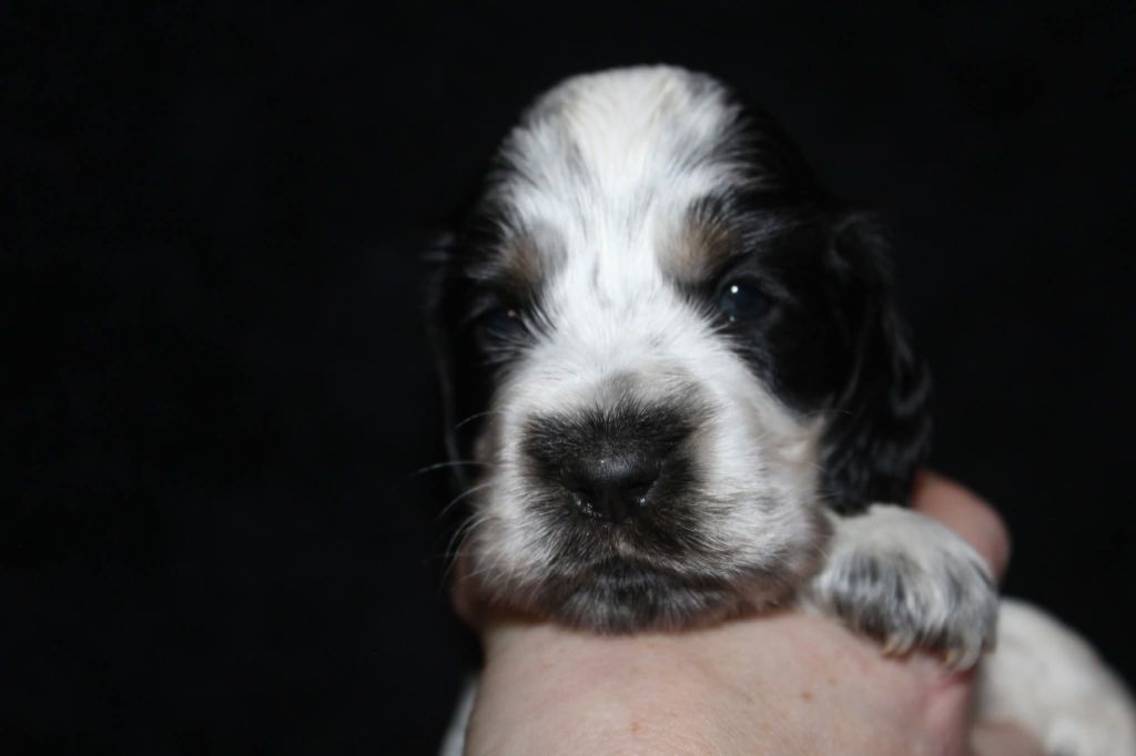 De La Mahonnière - Chiots disponibles - Cocker Spaniel Anglais