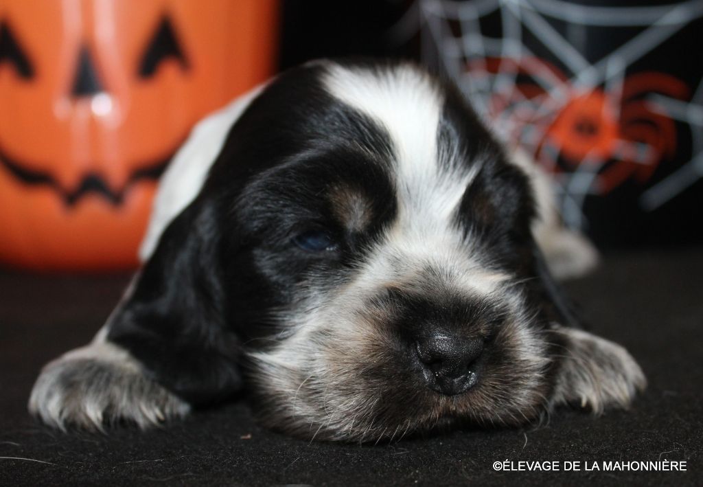 De La Mahonnière - Chiots disponibles - Cocker Spaniel Anglais