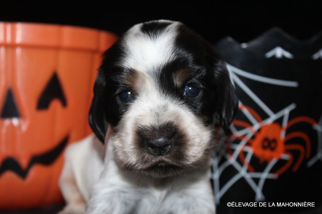 De La Mahonnière - Chiots disponibles - Cocker Spaniel Anglais