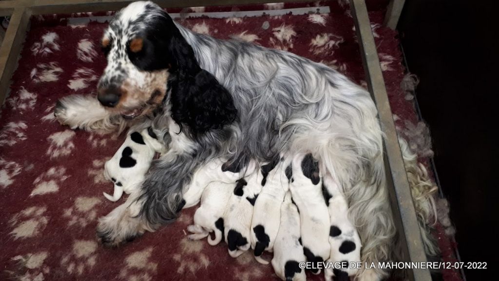 Chiot Cocker Spaniel Anglais De La Mahonnière