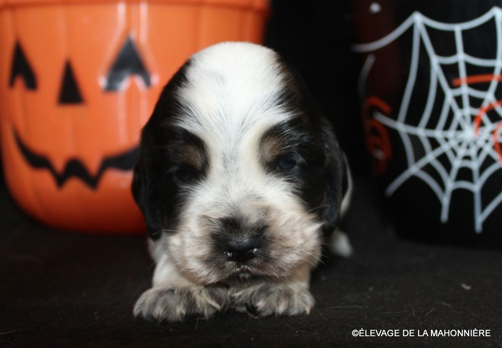 De La Mahonnière - Chiots disponibles - Cocker Spaniel Anglais