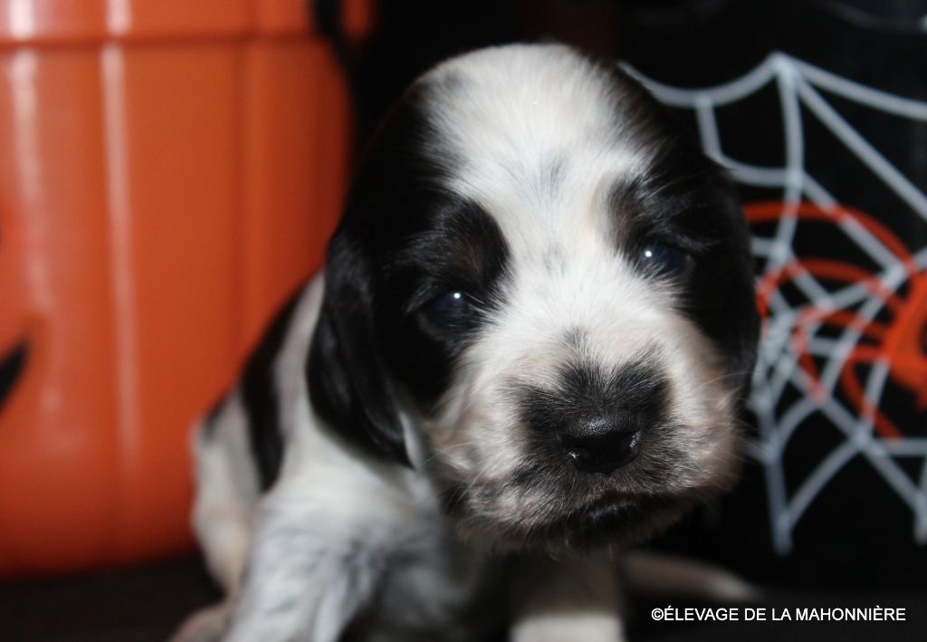 De La Mahonnière - Chiots disponibles - Cocker Spaniel Anglais