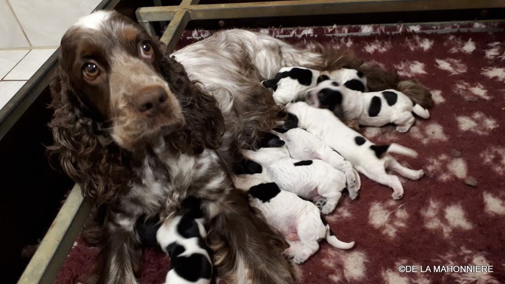 Chiot Cocker Spaniel Anglais De La Mahonnière