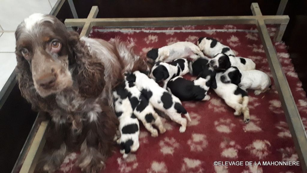 Chiot Cocker Spaniel Anglais De La Mahonnière